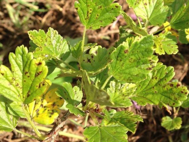 Gooseberry Harlequin