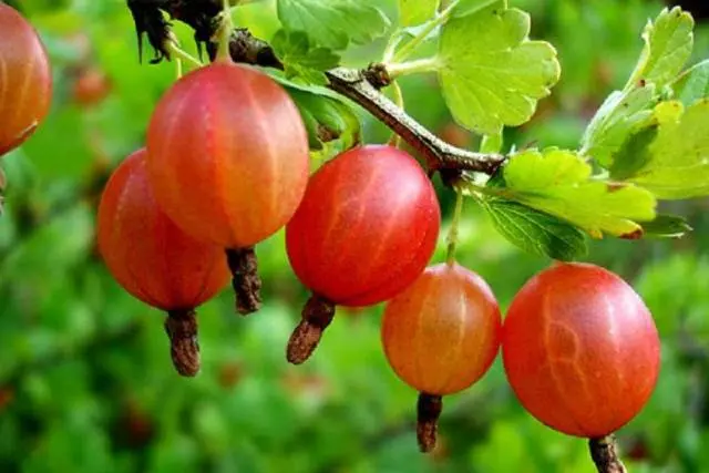 Gooseberry jam for the winter