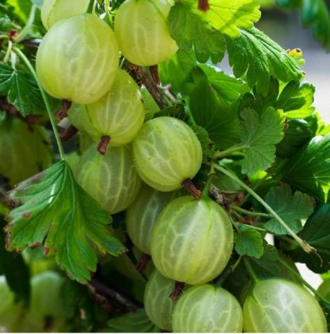 Gooseberry jam for the winter