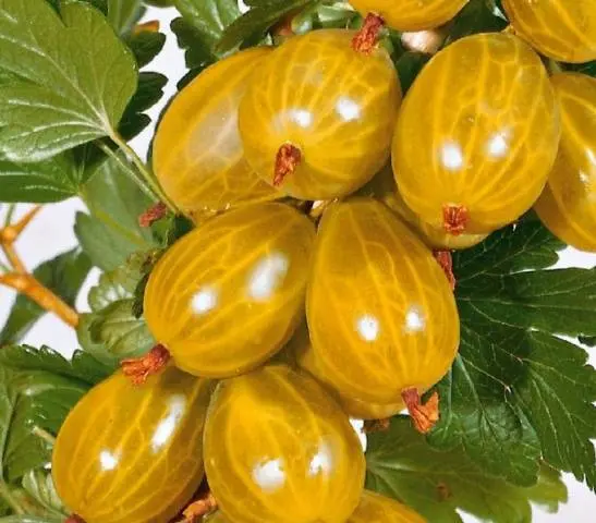 Gooseberry jam for the winter