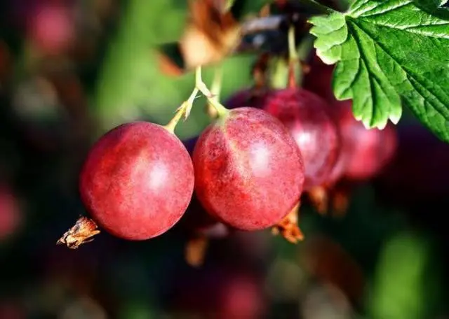 Gooseberry Krasnoslavyansky