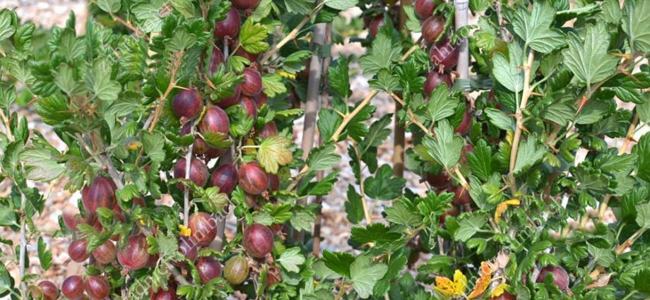 Gooseberry Krasnoslavyansky