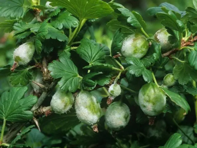 Gooseberry Kuibyshevsky: variety description, photo, reviews