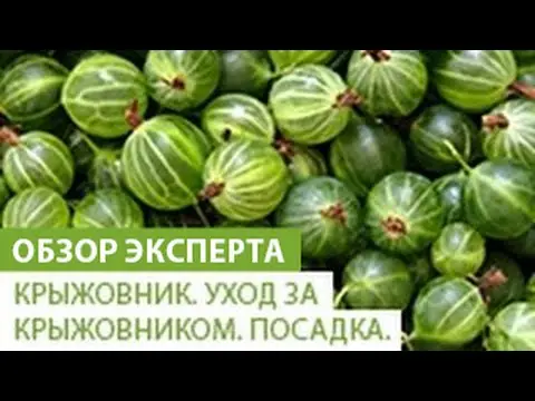 Gooseberry Kuibyshevsky: variety description, photo, reviews