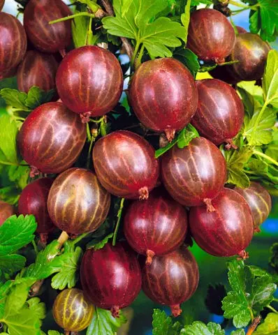 Gooseberry Kuibyshevsky: variety description, photo, reviews