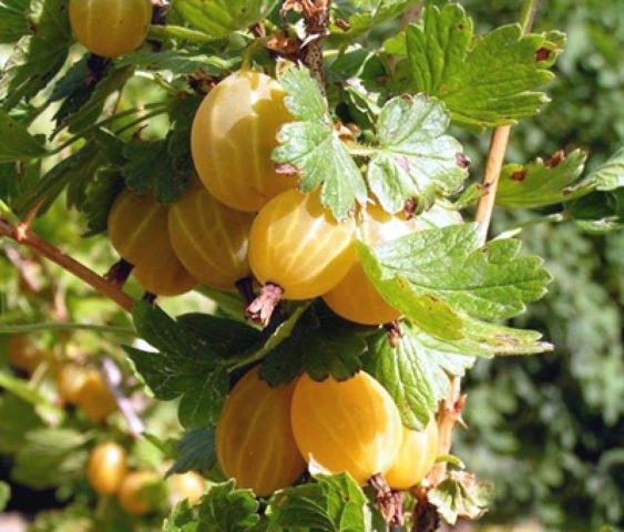 Gooseberry Kurshu Dzintars (Kursu Dzintars): variety description, photo, reviews