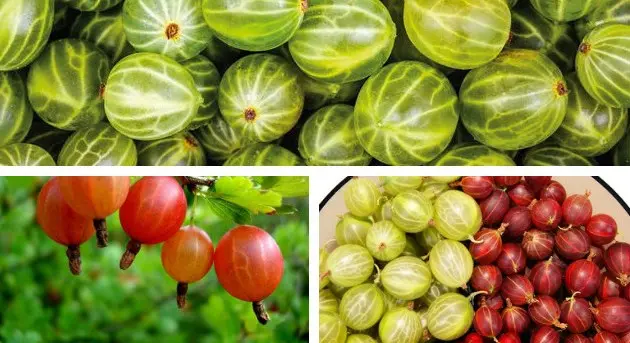 Gooseberry mash for moonshine