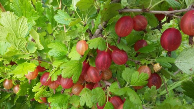 Gooseberry Masheka: reviews, planting and care