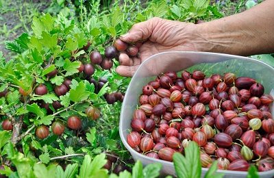 Gooseberry Masheka: reviews, planting and care