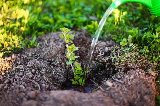 Gooseberry Masheka: reviews, planting and care