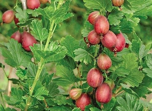 Gooseberry Masheka: reviews, planting and care