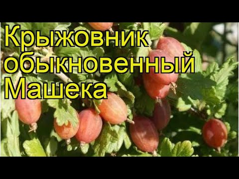 Gooseberry Masheka: reviews, planting and care