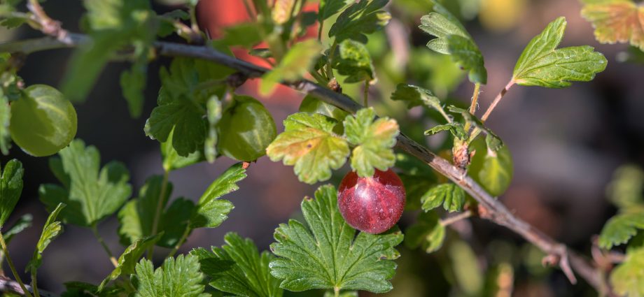 Gooseberry Masheka: reviews, planting and care