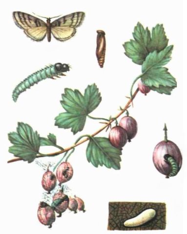 Gooseberry moth: control and prevention measures