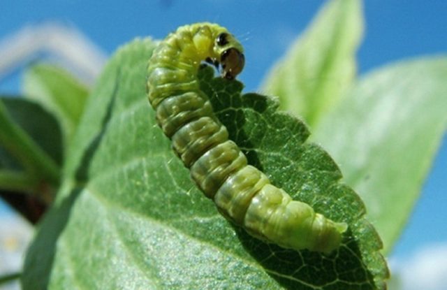 Gooseberry moth: control and prevention measures