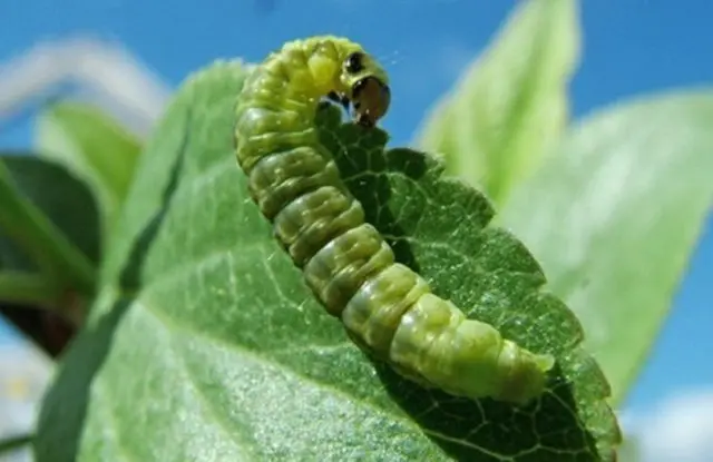 Gooseberry moth: control and prevention measures