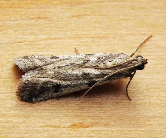 Gooseberry moth: control and prevention measures