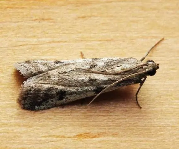 Gooseberry moth: control and prevention measures