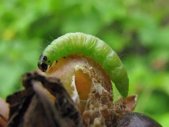 Gooseberry moth: control and prevention measures