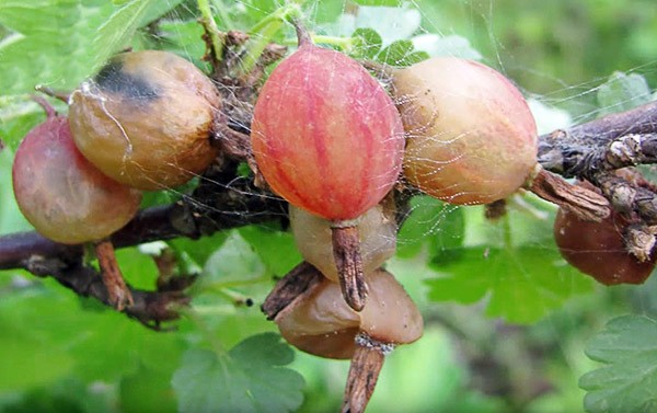 Gooseberry moth: control and prevention measures