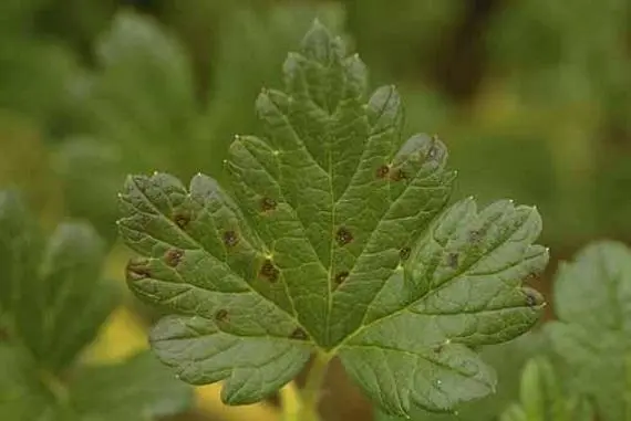 Gooseberry moth: control and prevention measures