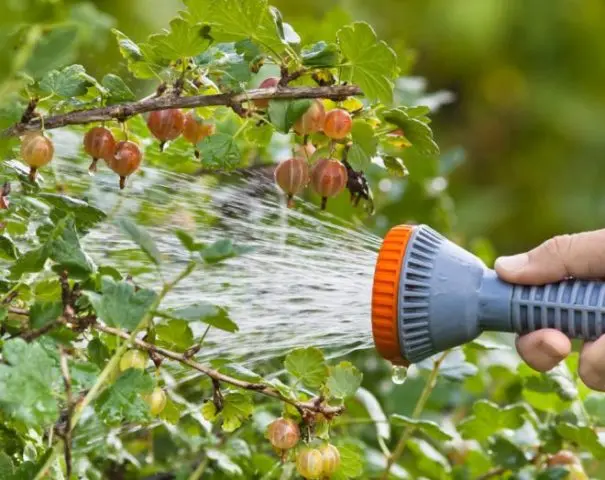 Gooseberry moth: control and prevention measures