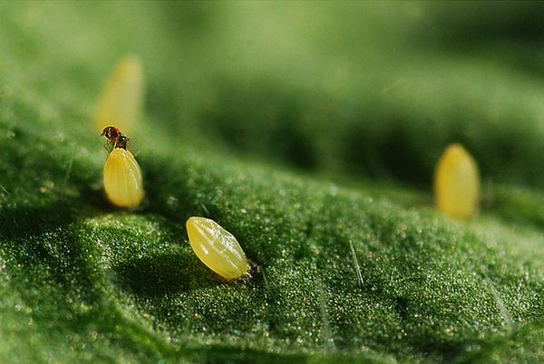 Gooseberry moth: control and prevention measures