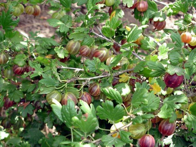 Gooseberry Northern Captain