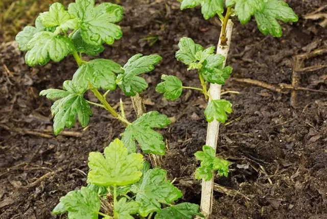 Gooseberry Northern Captain