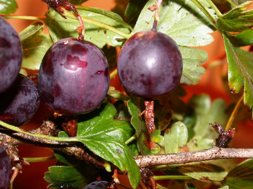 Gooseberry Northern Captain: description, characteristics, rules for caring for the variety