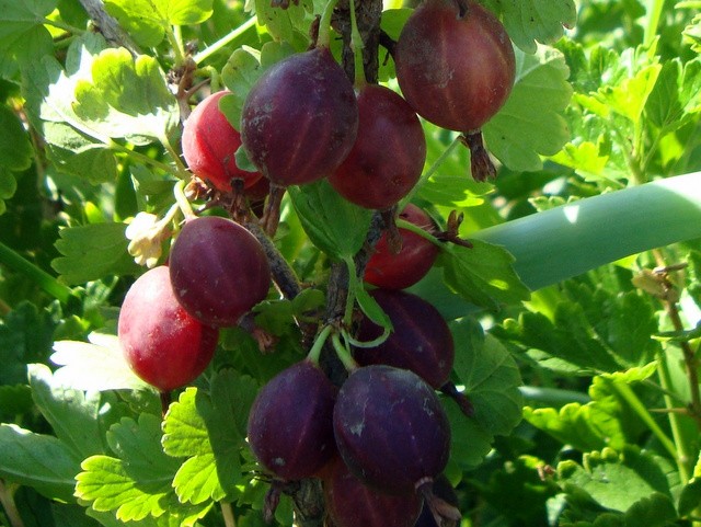 Gooseberry Northern Captain: description, characteristics, rules for caring for the variety