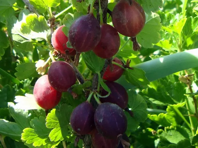 Gooseberry Northern Captain: description, characteristics, rules for caring for the variety