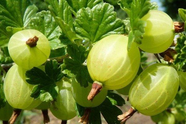 Gooseberry &#8220;Northern Captain&#8221;: description, characteristics, rules for caring for the variety