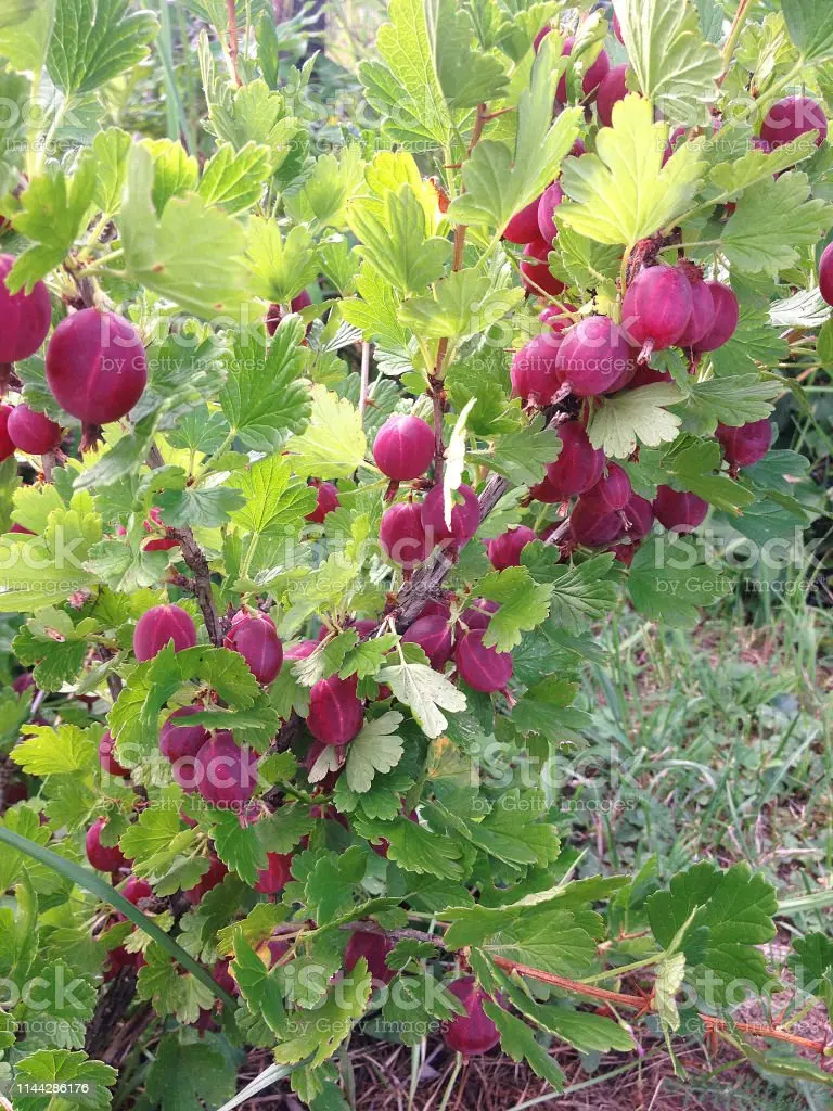 Gooseberry Northern Captain