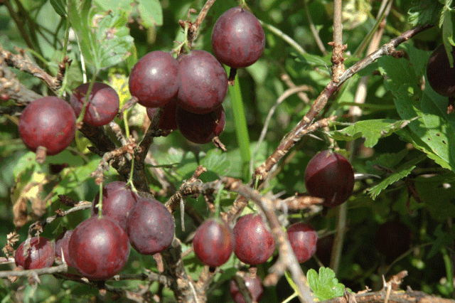 Gooseberry Olavi: variety description, photos, reviews