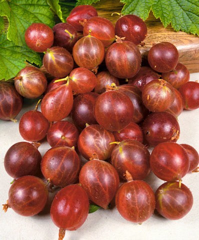 Gooseberry Olavi: variety description, photos, reviews