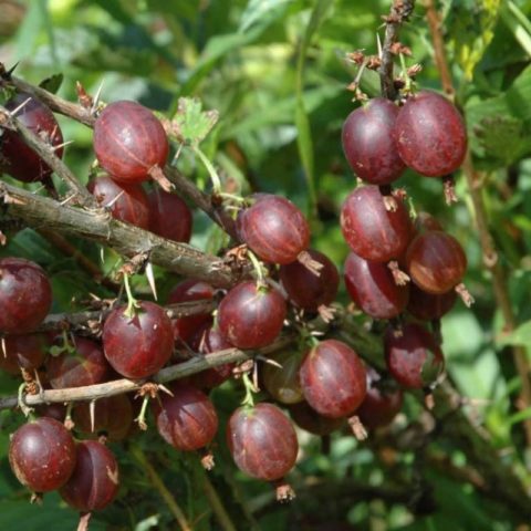 Gooseberry Olavi: variety description, photos, reviews