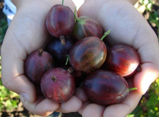 Gooseberry Prunus