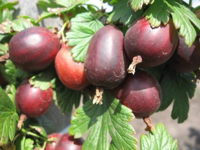 Gooseberry Prunus