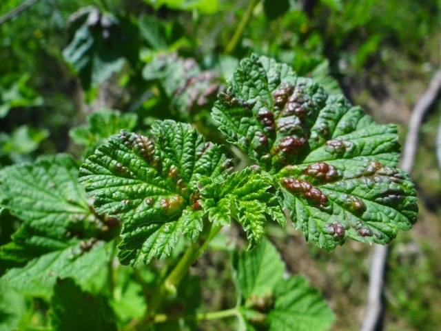 Gooseberry Prunus