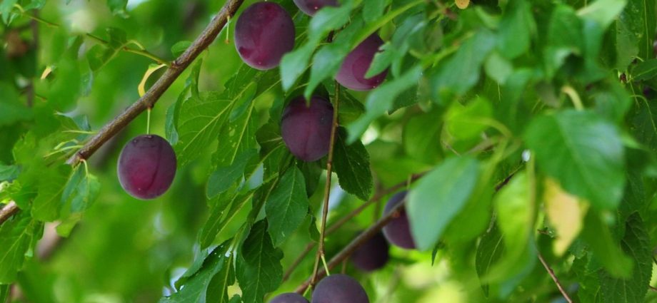 Gooseberry Prunus