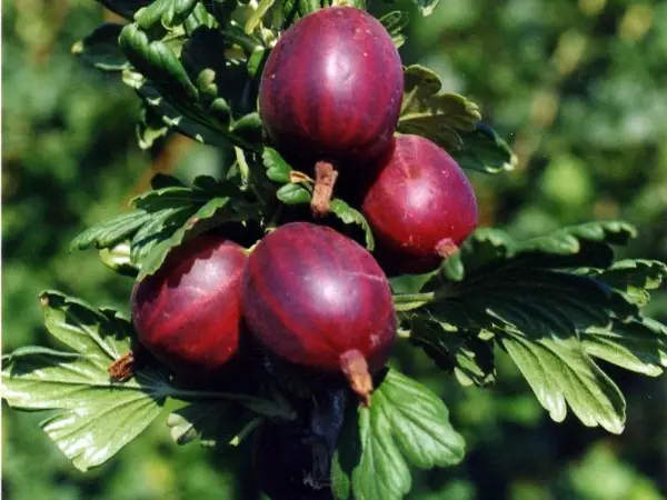 Gooseberry Prunus: description of the variety and its dignity