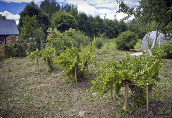 Gooseberry Prunus: description of the variety and its dignity