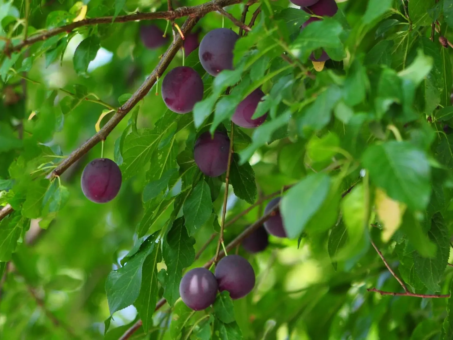 Gooseberry Prunus