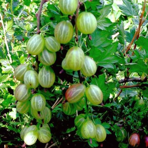 Gooseberry Rodnik: characteristics and description of the variety, photo