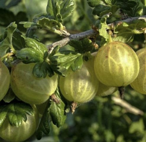 Gooseberry Rodnik: characteristics and description of the variety, photo