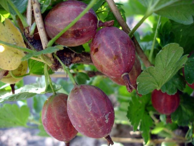 Gooseberry Sadko: description and characteristics of the variety, planting and care