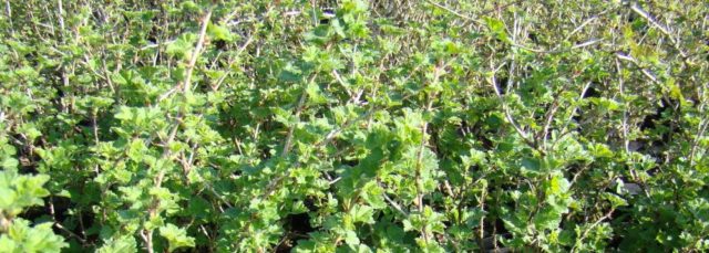 Gooseberry Sadko: description and characteristics of the variety, planting and care