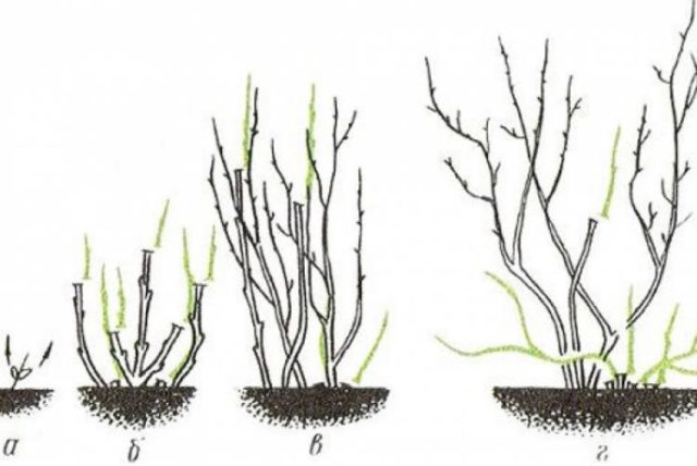 Gooseberry Sadko: description and characteristics of the variety, planting and care