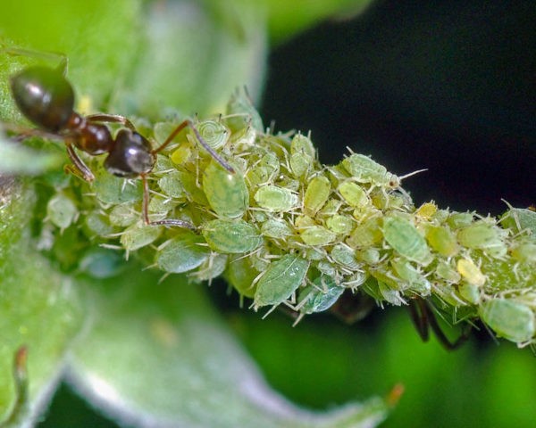 Gooseberry Sadko: description and characteristics of the variety, planting and care